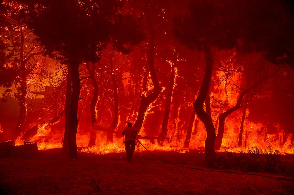 Ein großer Brand zerstörte den Wald des Dadia-Nationalparks, eines der größten Waldgebiete im Südosten Europas. 