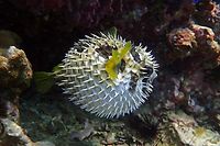 Porcupine,Fish.,Inflated,Puffer,Fish.,Porcupinefish,Like,A,Balloon.,Scared
