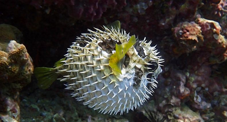 Porcupine,Fish.,Inflated,Puffer,Fish.,Porcupinefish,Like,A,Balloon.,Scared
