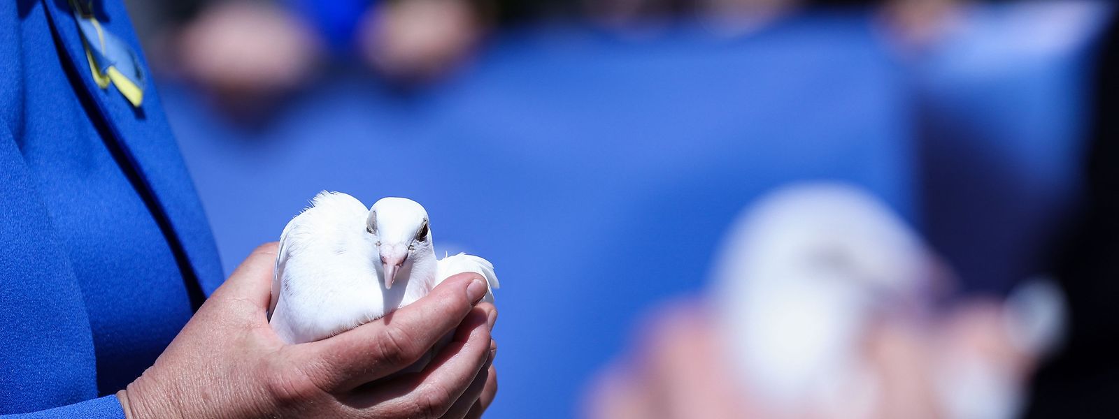 Comissária europeia para os Assuntos Internos, Ylva Julia Margareta Johansson, carrega uma pomba branca, na cerimónia de comemoração do Dia da Europa, em Bruxelas, em solidaridade com o povo ucraniano. Dia da Europa assinala-se a 9 de maio.