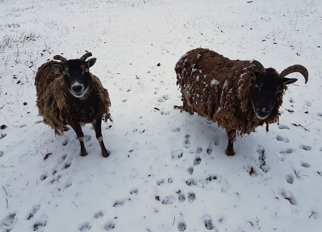 Tierisch Spaß haben wohl diese Vierbeiner im Schnee. Dieses tolle Bild schickte uns unsere Lifestyle-Redakteurin Manon Kramp aus Kayl.
