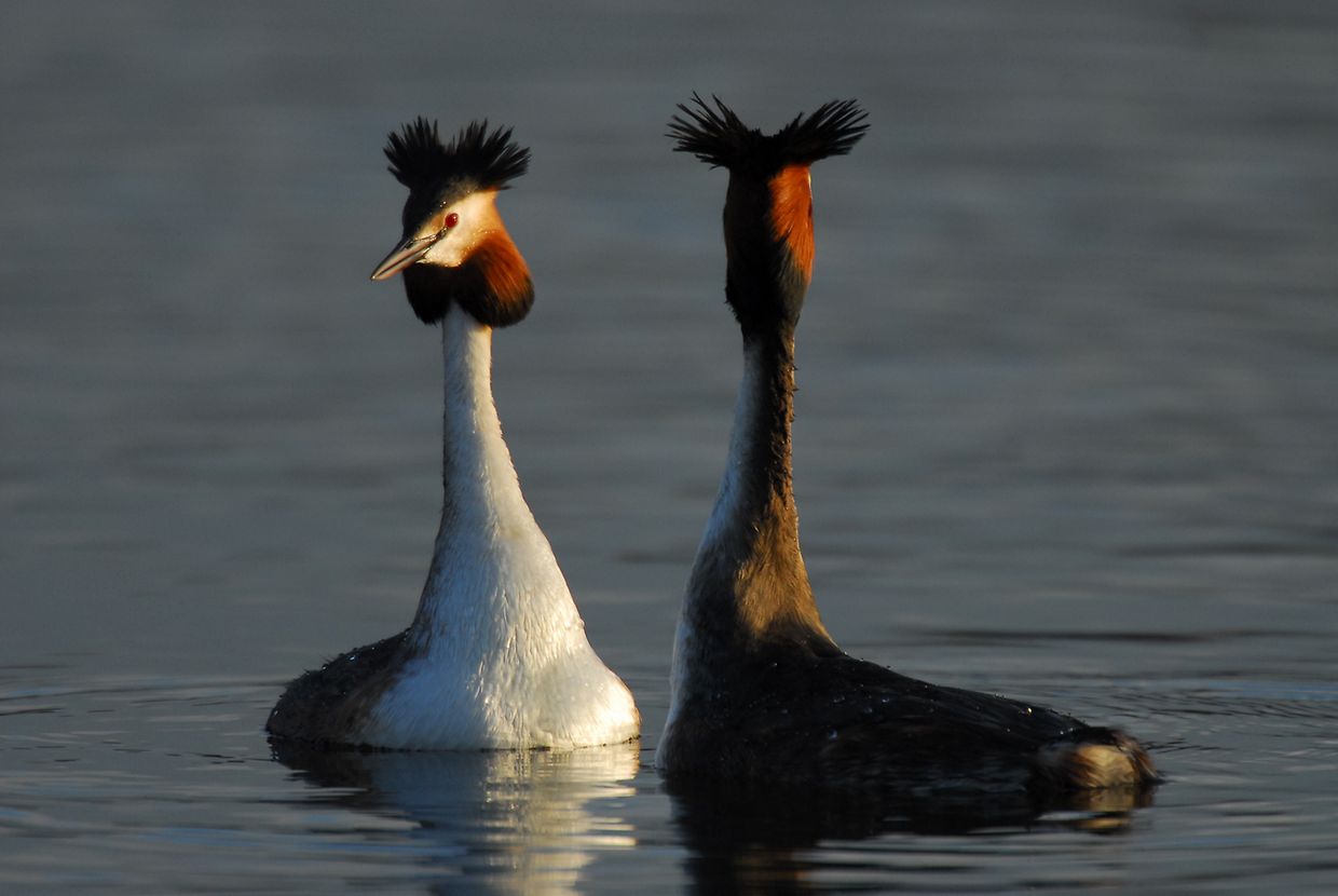 Der Haubentaucher gilt als Symbolvogel des „Haff Réimech“. 15 bis 20 Brutpaare des Vogels sind im Naturreservat das ganze Jahr über gut zu beobachten.