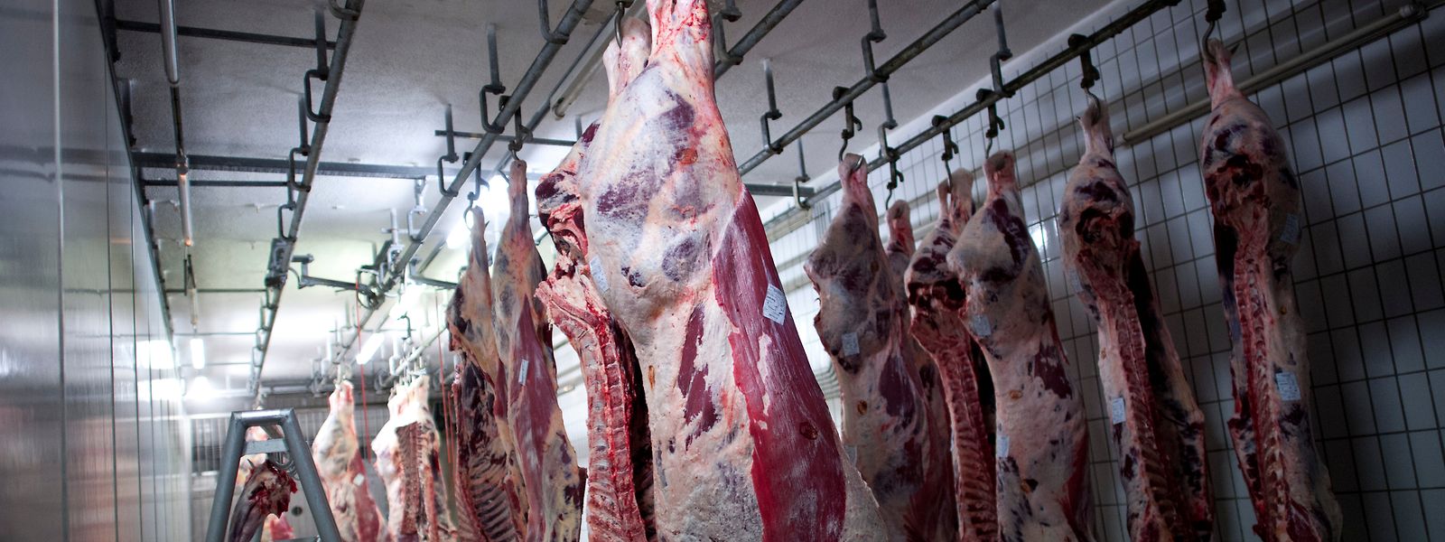 Nach vorheriger Betäubung ausgeblutete Rinder hängen in einem Kühlraum eines Schlachthofs.