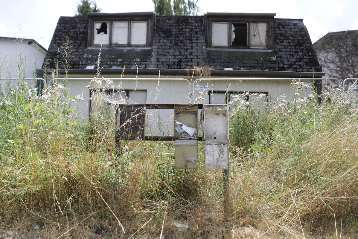 Hohes Gras und Gestrüpp prägen das Landschaftsbild im Wohnviertel.