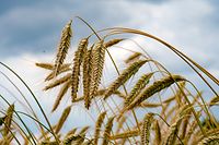 Getreideexperten beobachten derzeit kräftige Preisaufschläge zum Beispiel bei Weizen, Mais und Ölsaaten wie Raps.  