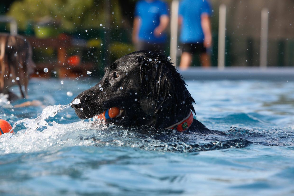 Lokales, Aqua Park, Schwimmbad, Hundeschwimmen, Badespass Foto: Luxemburger Wort/Anouk Antony