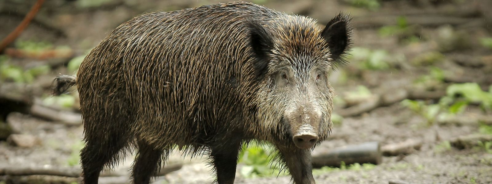 Die afrikanische Schweinepest könnte von Jägern importiert worden sein.