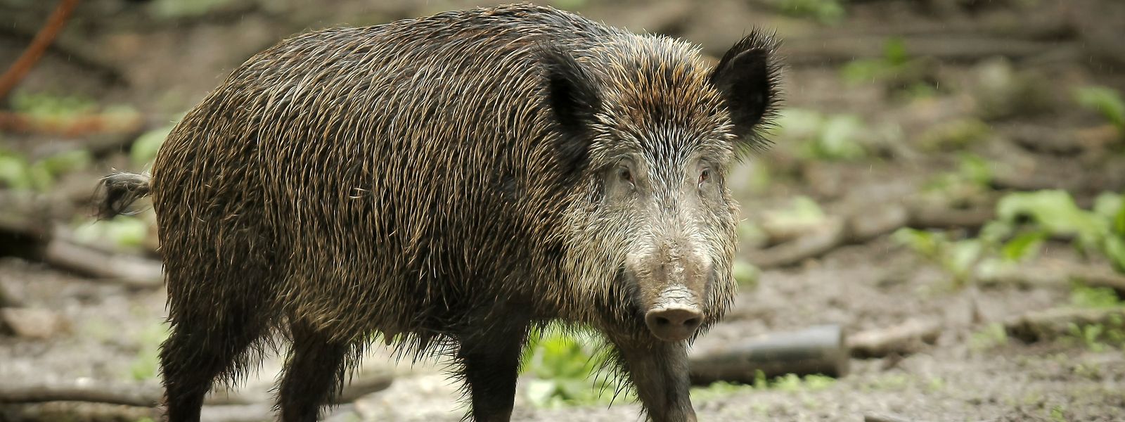 Die kranken Tiere sterben wenige Tage nach der Infizierung. 