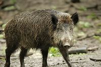 Die afrikanische Schweinepest könnte von Jägern importiert worden sein.