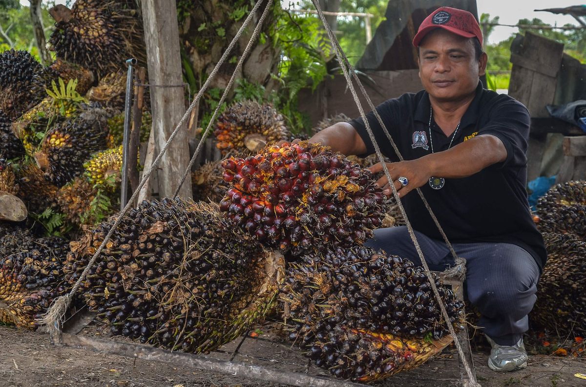 Um trabalhador pesa sementes de óleo de palma, em Pekanbaru, na Indonésia.