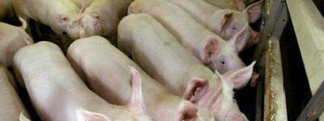 In Schweine-Zuchtbetrieben gibt es Keime, die gegen zahlreiche Antibiotika resistent sind. (Archivbild)
