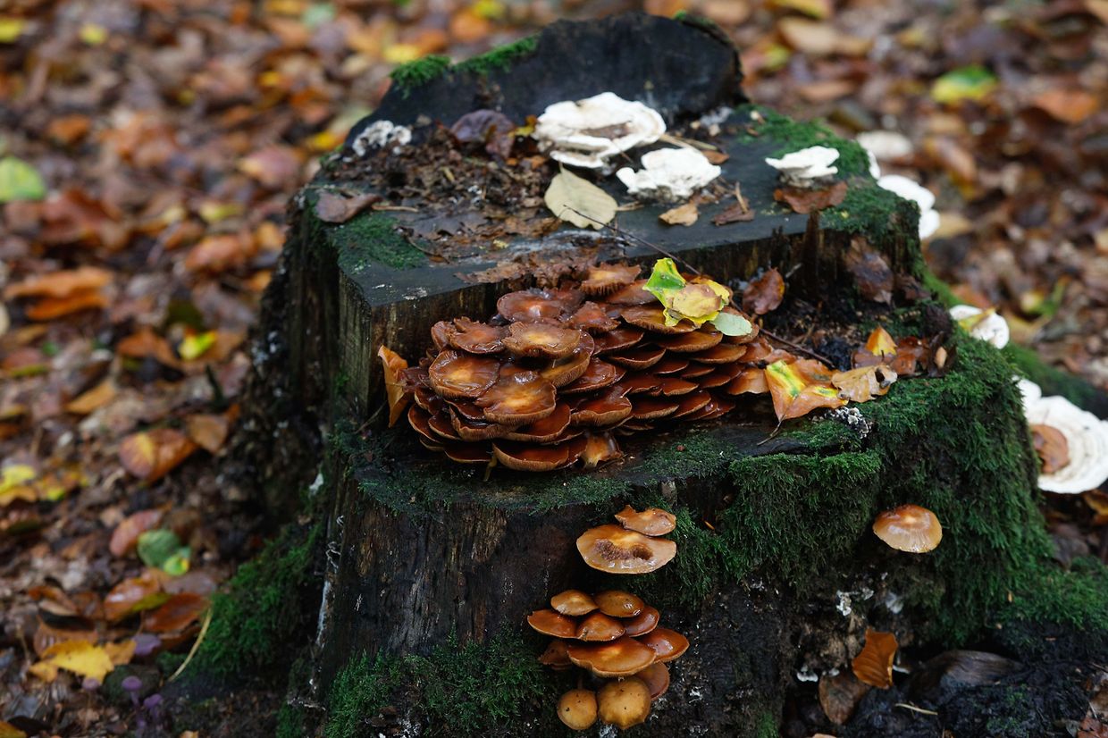 Illustration, Natur, Pilze,  Foto: Luxemburger Wort/Anouk Antony