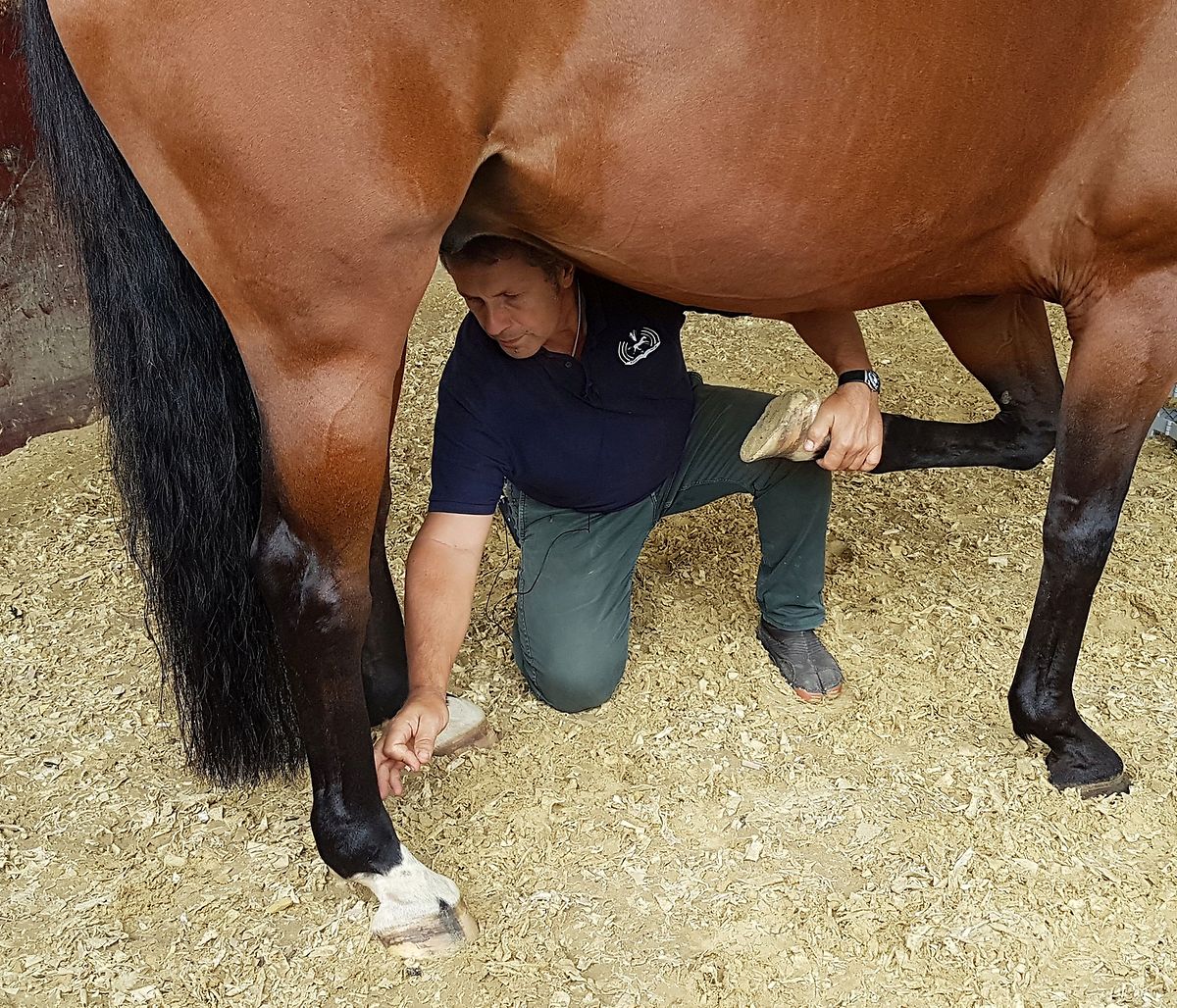 L'exercice de l'ostéopathie équine exige beaucoup d'expérience et une confiance mutuelle entre le médecin et le cheval.