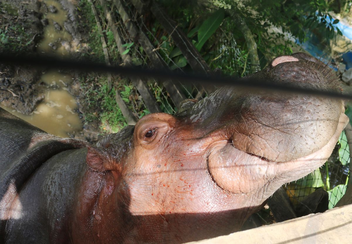 Nilpferd Vanessa sitzt in einem gesonderten Teich auf der Hacienda Napoles. Das Tier wurde von der Herde verstoßen.