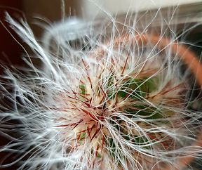 Life is like a cactus; thorny but beautiful.