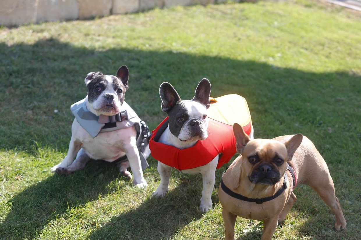 Lokales, Aqua Park, Schwimmbad, Hundeschwimmen, Badespass Foto: Luxemburger Wort/Anouk Antony