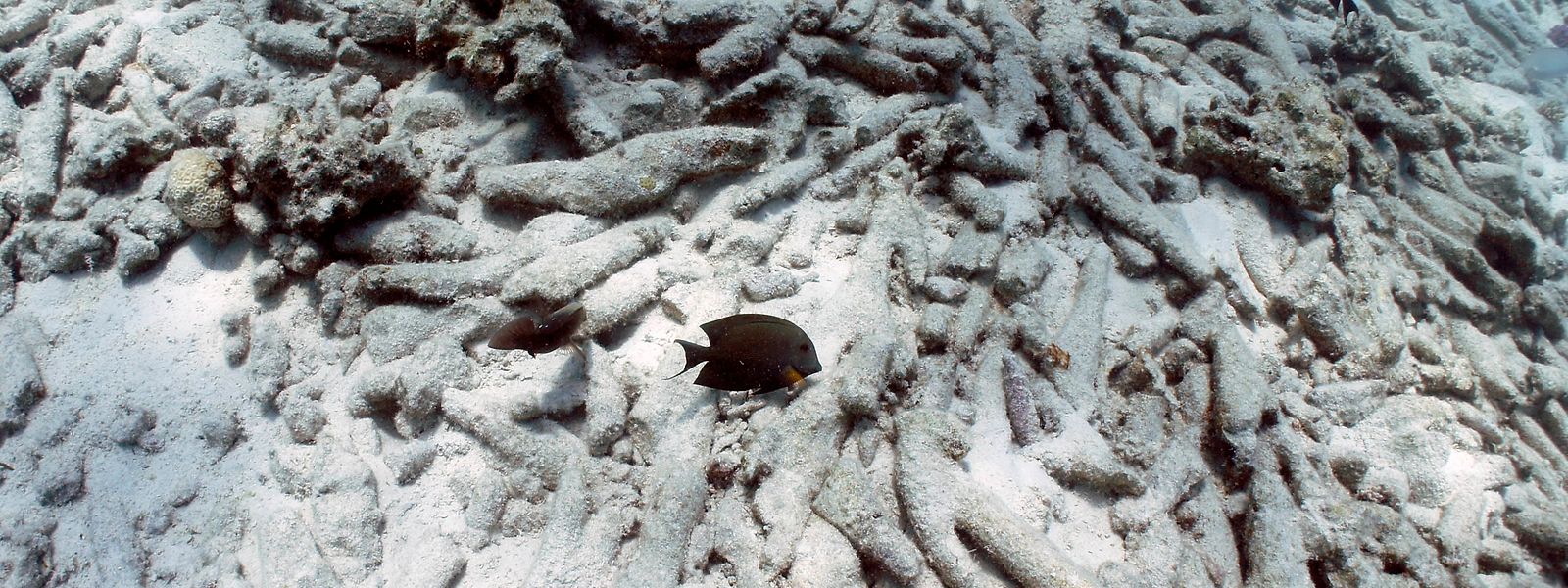 Ein Fisch schwimmt durch ein durch Dynamitfischen zerstörtes Korallenriff auf den Philippinen.  
