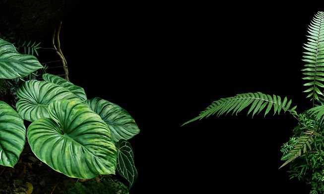 Tropical rainforest plants and bushes like ferns, palms and philodendrons can be added to a more basic jungle garden.