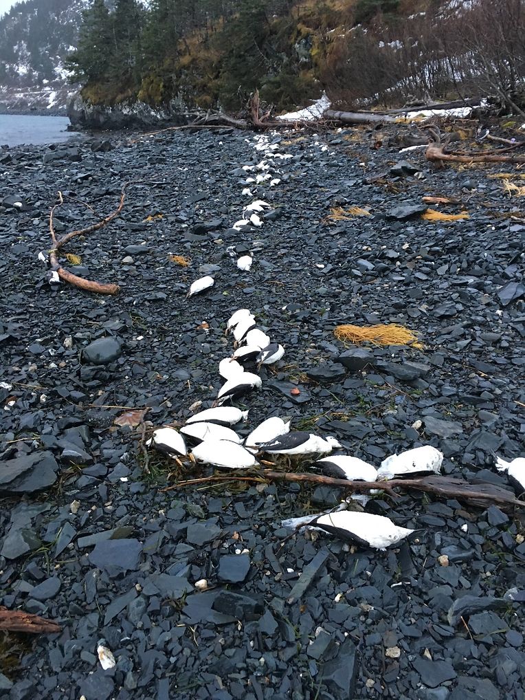 Im Januar 2016 liegen angespülte tote Lummen an einem Strand in Alaska. Ungewöhnlich hohe Meerestemperaturen haben einer Studie zufolge zwischen 2015 und 2016 zu einem Massensterben von Trottellummen an der US-Westküste und in Alaska geführt.