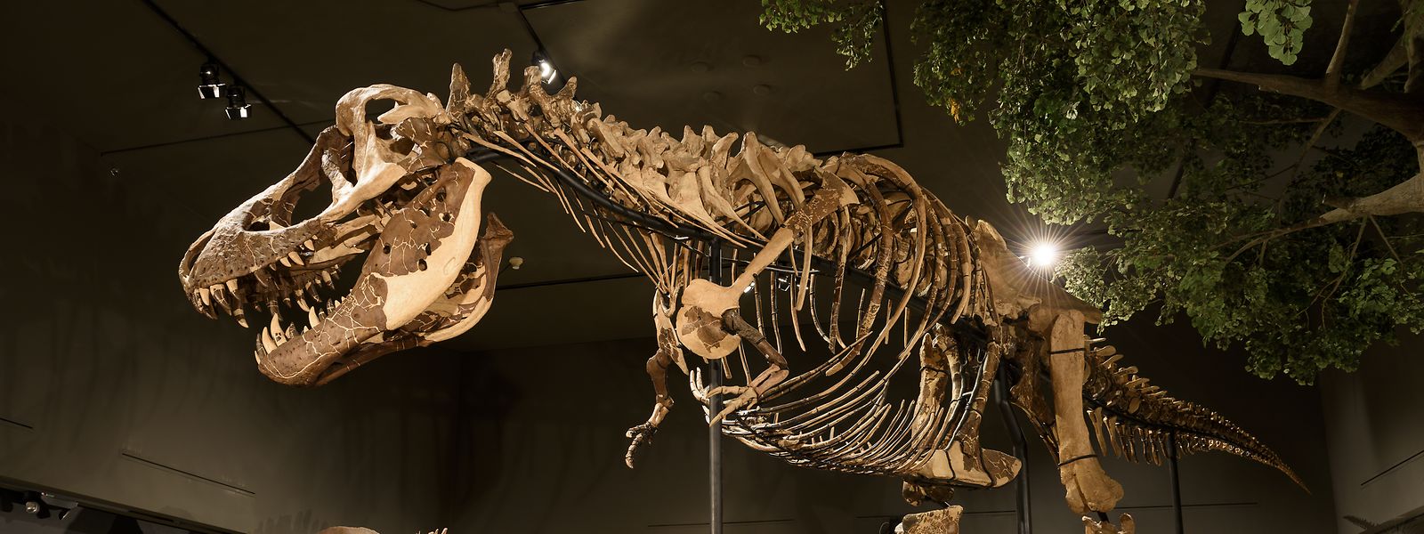 Die Dinosaurier sind vor 65 Millionen Jahren ausgestorben. Das älteste Genom, das entschlüsselt wurde, ist 700.000 Jahre alt. 