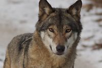 Hierzulande wird der Europäische Wolf (lat. Canis lupus lupus) möglicherweise in den kommenden Jahren wieder heimisch.