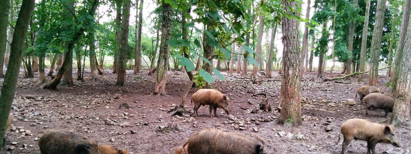 Die Regierung hält an der Treibjagd als Instrument zur Regulierung des Wildschweinbestands fest.