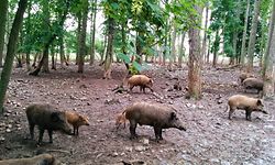 Die Regierung hält an der Treibjagd als Instrument zur Regulierung des Wildschweinbestands fest.