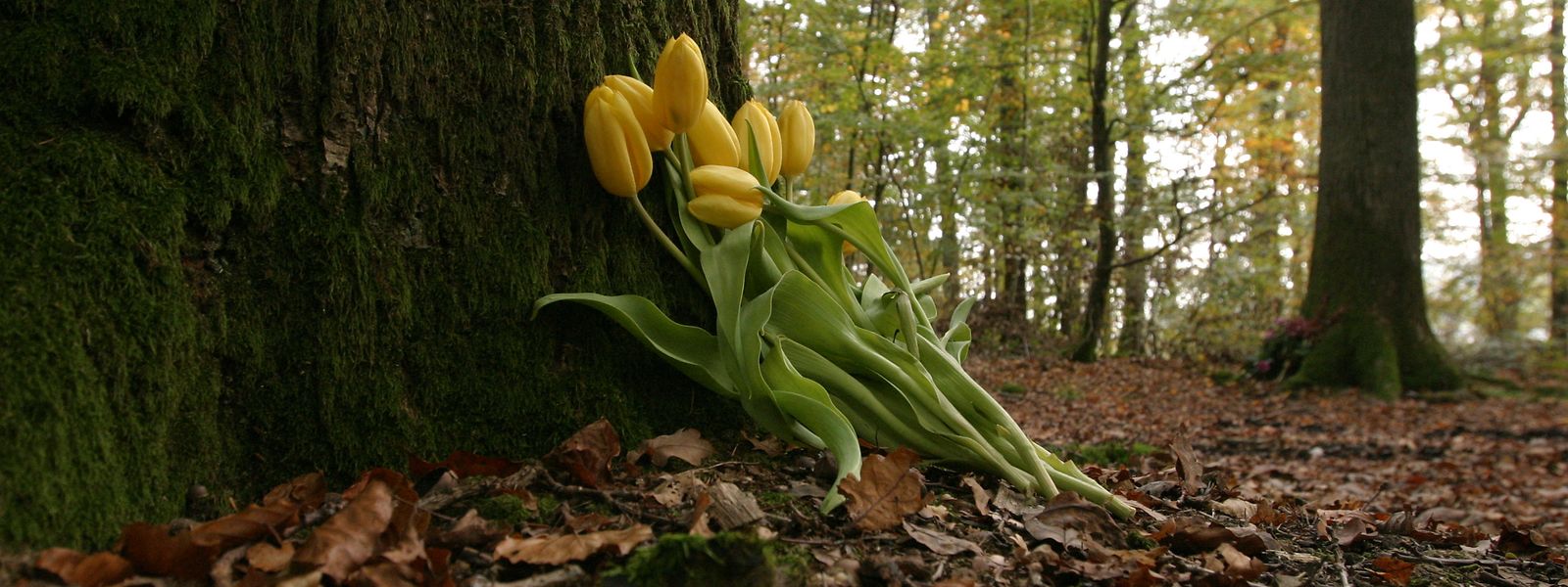 Aucun pot de fleurs, bougies tombales ou couronnes de fleurs ne sont admis sur les «tombes» naturelles du cimetière forestier de Roodt-sur-Syre. 