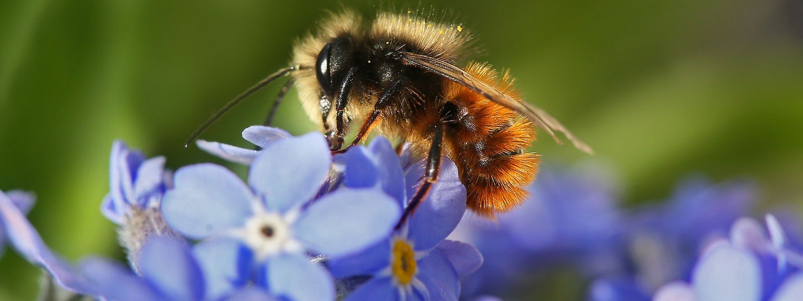 Den Honigbienen geht es vergleichsweise gut. Aber besonders die Wildbienen, wie diese gehörnte Mauerbiene, werden selten.