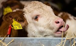 16.01.2019, Berlin: Ein Kälbchen streckt bei der Internationalen Grünen Woche 2019 die Zunge nach einem Strohhalm aus. Die Messe für Ernährung, Landwirtschaft und Gartenbau (18.-27. Januar) fand 1926 zum ersten Mal in Berlin statt. Partnerland ist in diesem Jahr Finnland. Foto: Christoph Soeder/dpa +++ dpa-Bildfunk +++