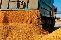 12.11.2022, Ukraine, Winnyzja: Ein Fahrzeug lädt Mais auf dem Bauernhof Roksana-K ab. Das Abkommen zum sicheren Export von ukrainischem Getreide über das Schwarze Meer ist verlängert worden. Das teilten die Vereinten Nationen am Donnerstag mit. Foto: ---/Ukrinform/dpa +++ dpa-Bildfunk +++