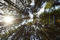 Die Forscher halten die Neubepflanzung von 900 zusätzlichen Millionen Hektar Wald auf der Erde für möglich. 