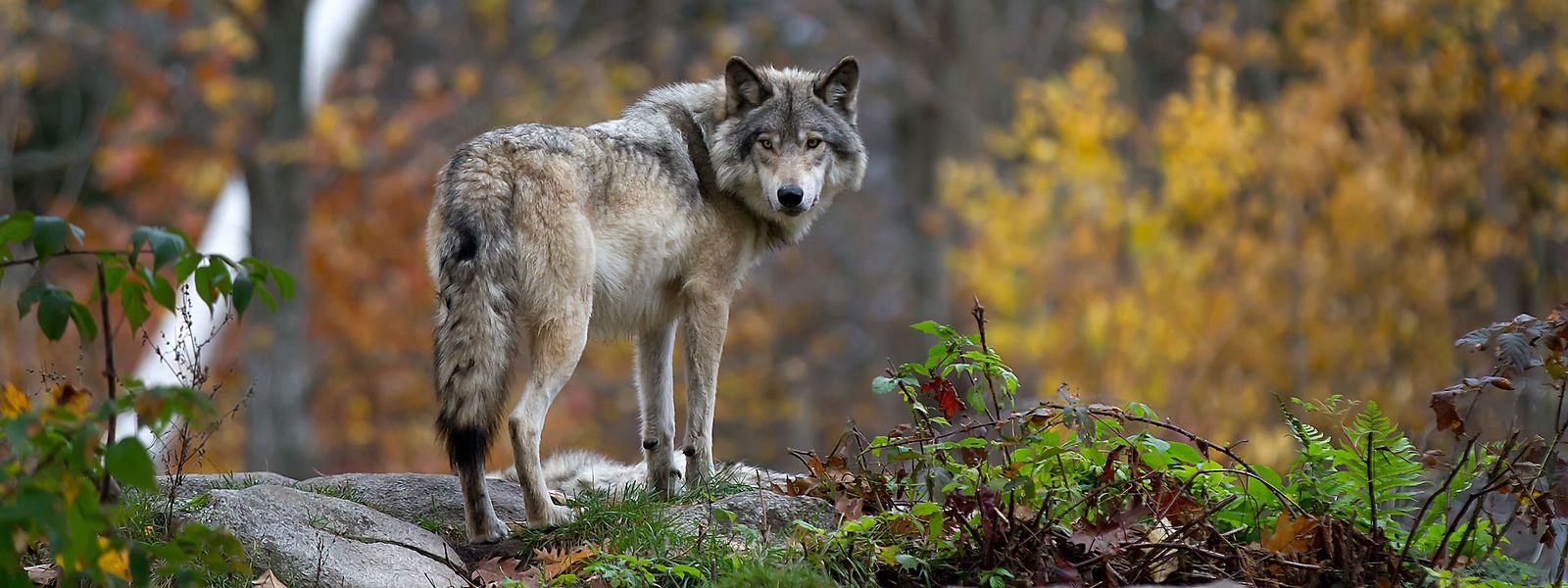 In Luxemburg wurde erstmals wieder 2017 in Garnich eine Wolfspräsenz nachgewiesen.