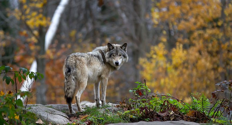 In Luxemburg wurde erstmals wieder 2017 in Garnich eine Wolfspräsenz nachgewiesen.