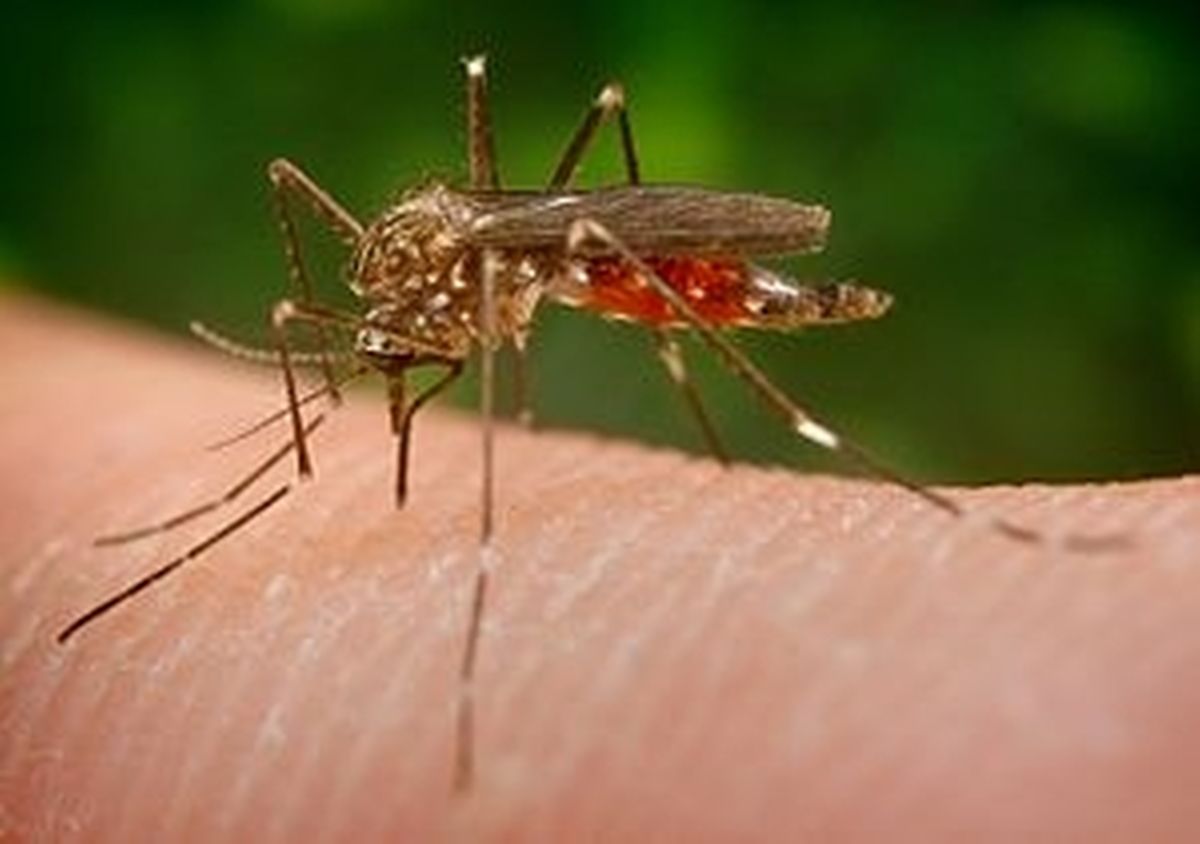 Aedes Japonicus ist tagaktiv.