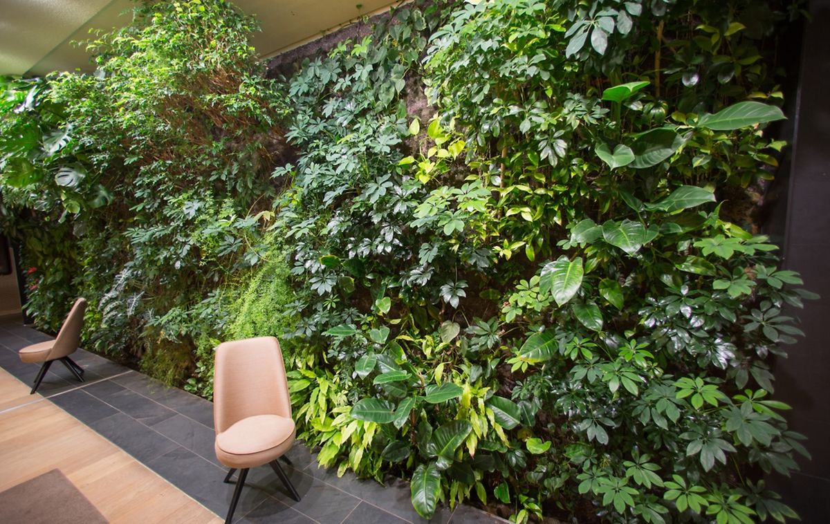 Dschungel oder Zimmer? Der Anblick dichter grüner Gärten an einer Wand überrascht viele noch immer. Man kennt solche grünen Wände eigentlich nur aus der Natur.