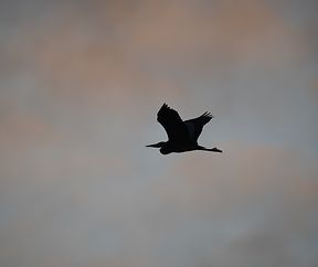 Groräer - Graureiher - Héron cendré - Grey Heron