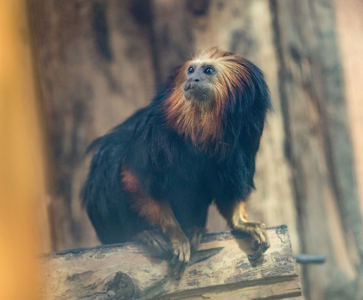 Dieses Goldkopflöwenäffchen wohnt seit einigen Wochen im Amazonas-Haus.