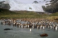 ARCHIV - 30.11.1996, Großbritannien, King Edward Point: Eine Kolonie Königspinguine auf der britischen Insel Südgeorgien. Ein riesiger Eisberg bewegt sich rasant auf Südgeorgien zu und befindet sich auf einem Kollisionskurs mit der Insel im Südatlantik. (zu dpa «Eisberg auf Kollisionskurs mit Insel - Robben und Pinguine in Gefahr») Foto: Philips/dpa +++ dpa-Bildfunk +++
