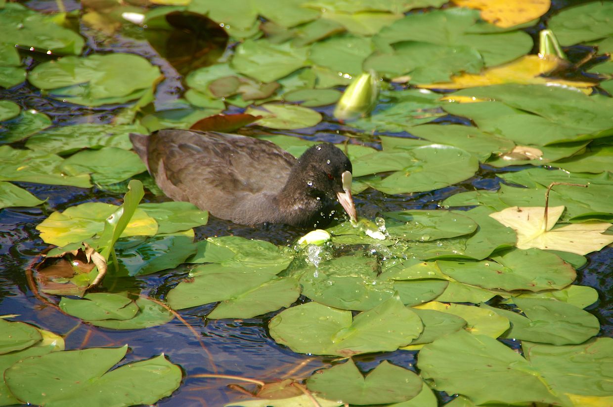 KONICA MINOLTA DIGITAL CAMERA