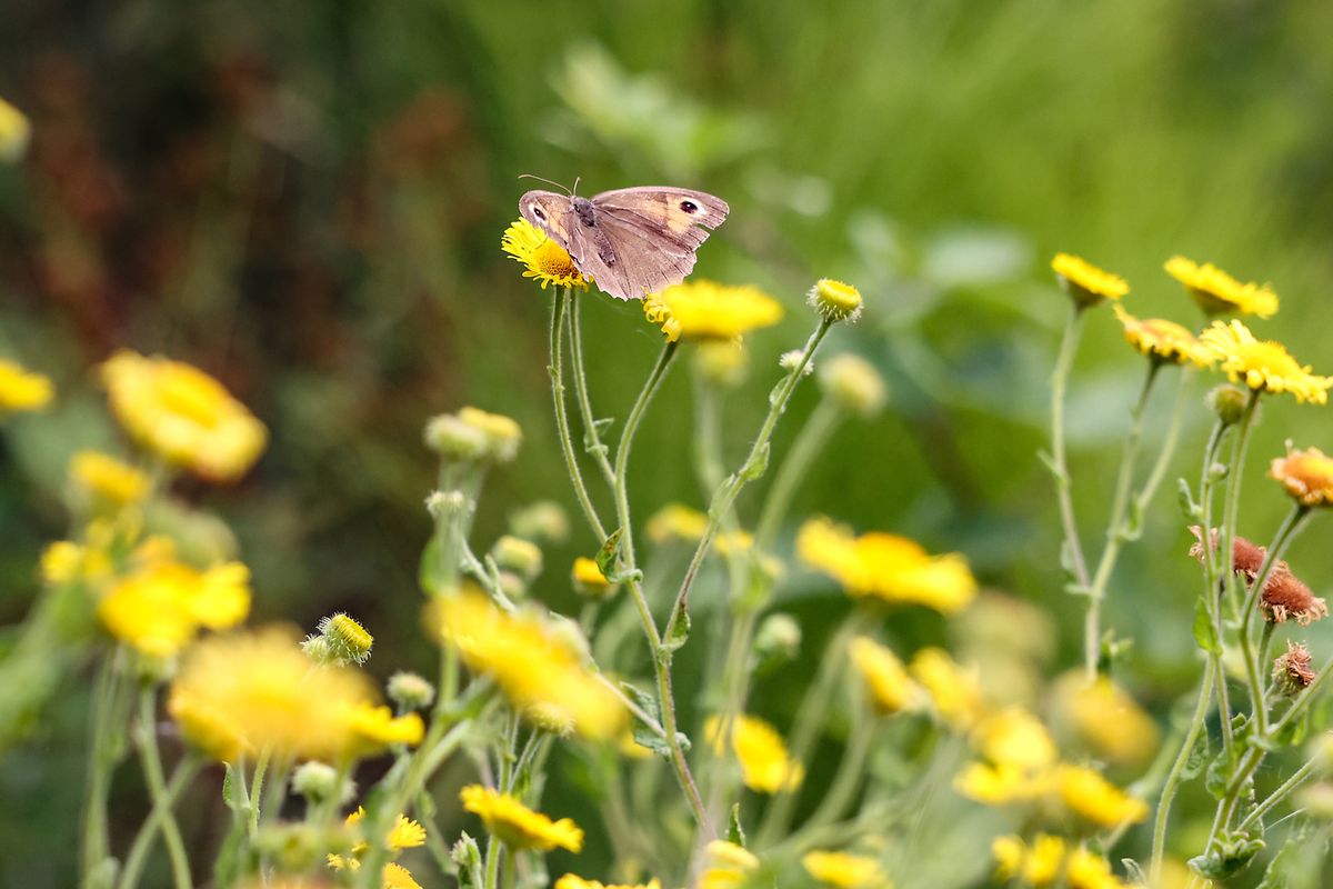 De nombreux insectes sont importants pour un paysage fleuri en tant que pollinisateurs, même si tous ne sont pas aussi beaux à voir que les papillons.