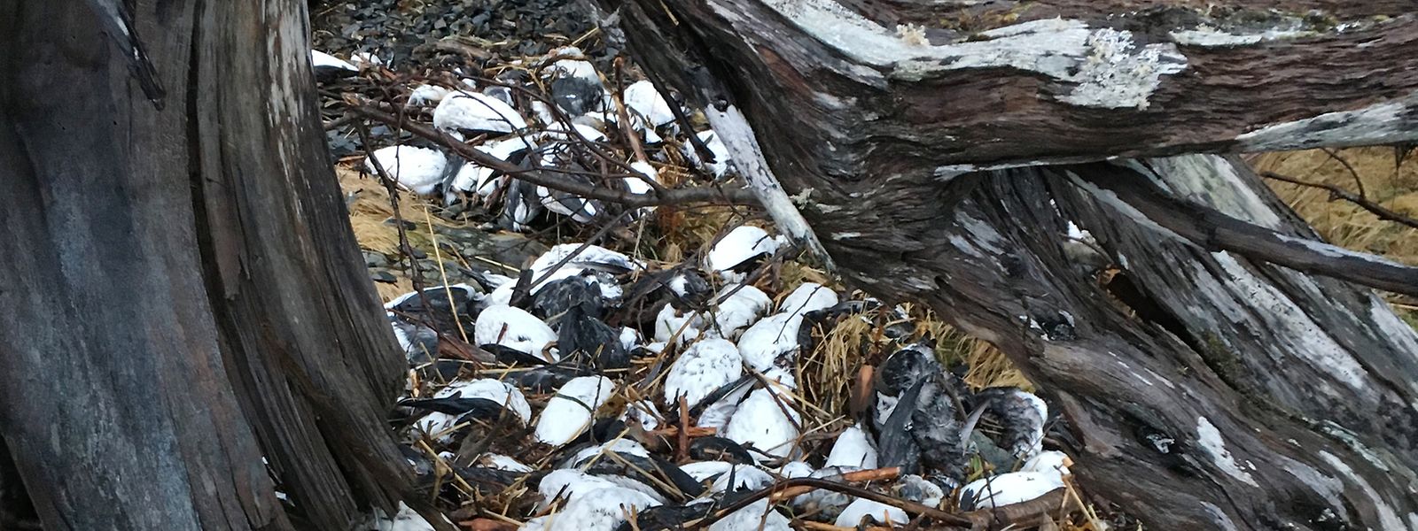 Im Januar 2016 liegen angespülte tote Lummen an einem Strand in Alaska. Ungewöhnlich hohe Meerestemperaturen haben einer Studie zufolge zwischen 2015 und 2016 zu einem Massensterben von Trottellummen an der US-Westküste und in Alaska geführt.