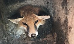 HANDOUT - 16.06.2021, Großbritannien, Littlehampton: Dieses von der Tierschutzorganisation  Royal Society for the Prevention of Cruelty to Animals (RSPCA) zur Verfügung gestellte Foto zeigt ein jungen Fuchs, der in einem Garten in einer Mückenfalle aus Beton festsitzt. Wendy B. und Keith C. fanden das Jungtier am Dienstagmorgen (15.06.2021) in ihrem Garten und kontaktierten die RSPCA für Hilfe. Nach fünf Stunden konnte das Tier befreit werden. Foto: Rspca/PA Media/dpa - ACHTUNG: Nur zur redaktionellen Verwendung und nur mit vollständiger Nennung des vorstehenden Credits +++ dpa-Bildfunk +++