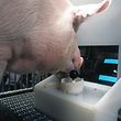 HANDOUT - 04.02.2021, ---: Ein Yorkshire-Schwein bedient den Joystick (undatierte Aufnahme). Schweine können einer neuen Untersuchung zufolge Computerspiele bedienen - per Joystick. (zu dpa «Mit Joystick und Schnauze: Schweine können Computerspiele bedienen») Foto: Eston Martz/Pennsylvania State University/Frontiers in Psychology/dpa - ACHTUNG: Nur zur redaktionellen Verwendung im Zusammenhang mit der aktuellen Berichterstattung und nur mit vollständiger Nennung des vorstehenden Credits +++ dpa-Bildfunk +++