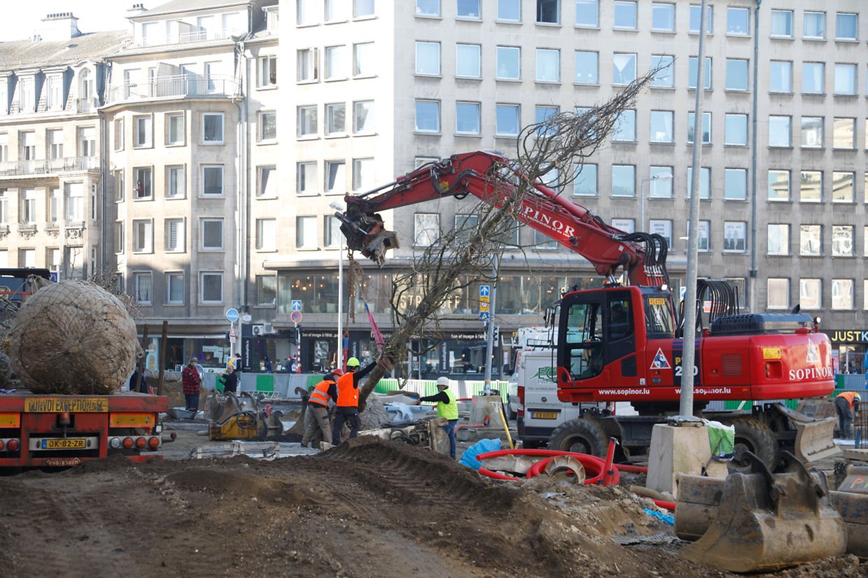 Die ersten Platanen wurden am Montag gepflanzt.