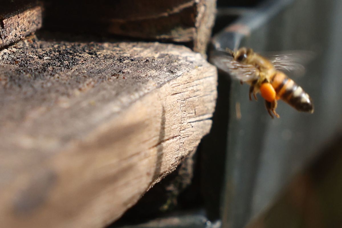 La vie d'une abeille ne dure que quelques semaines.