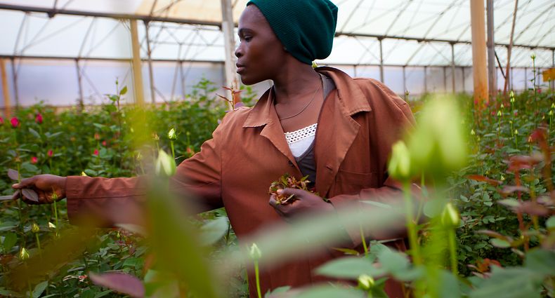 Greenhouse, worker wiping the rose bushes by removing leaves.