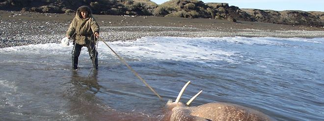 Traditionelle Walrossjagd ist die Überlebensgrundlage der Yupik. Doch ohne Eis bleiben die Tiere weg. 