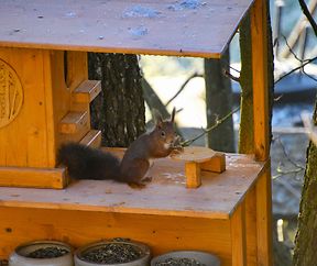Ein Portion Nüsse bitte.