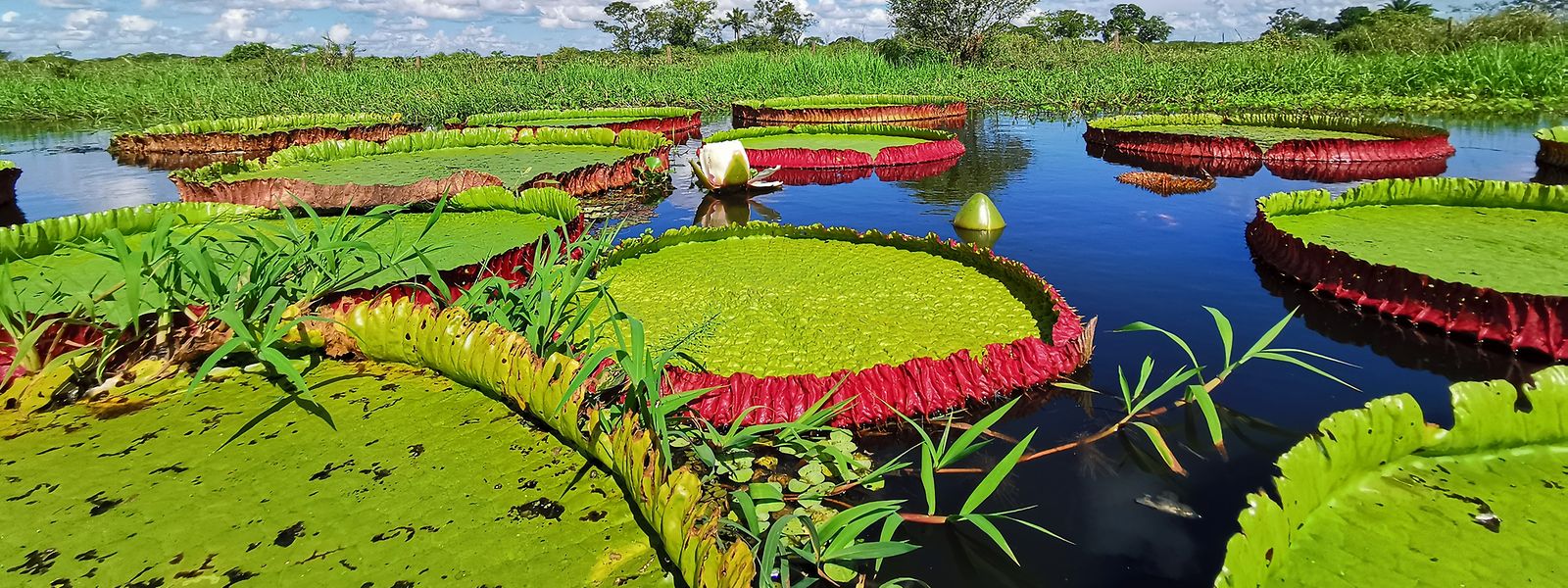 Auch die Blätter der Victoria boliviana - eine Verwandte der Victoria amazonica - können bis zu drei Meter groß werden.